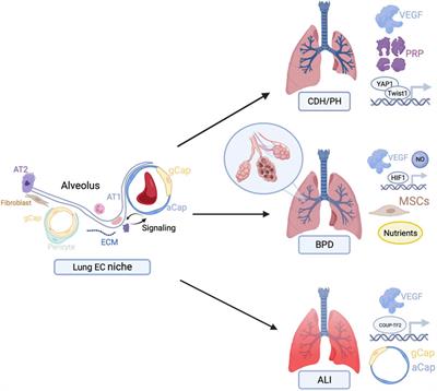 Targeting the lung endothelial niche to promote angiogenesis and regeneration: A review of applications